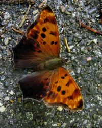 6/24 Question Mark Butterfly