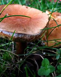 6/27 Mushroom with Pores & Tubes