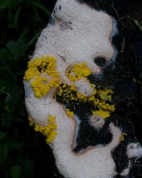 6/30 Slime Fungus On Stump