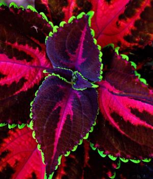 7/2 Coleus