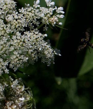 7/6 Coming In For a Landing