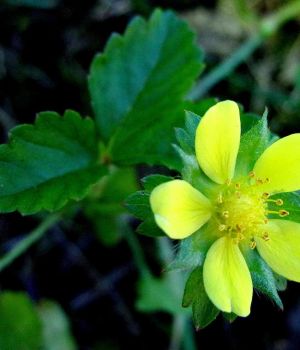 7/7 Common Cinquefoil In Our Lawn