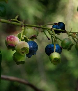 7/10 Blueberries-Yummy