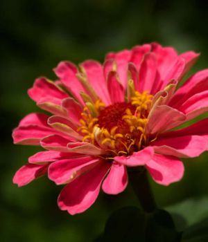 7/12 Zinnia