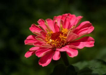 7/12 Zinnia
