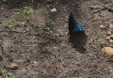 7/12 Red-spotted Purple