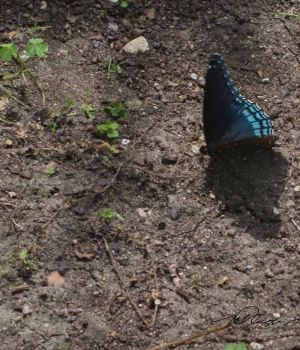 7/12 Red-spotted Purple