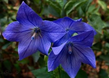 7/14 Balloon Flower