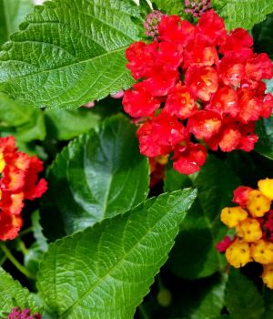 7/16 Lantana