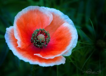 7/17 California Poppy