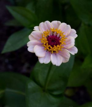 7/18 Zinnia