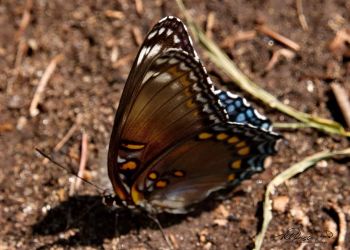 7/19 Red-Spotted Purple Butterfly