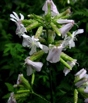 7/21 Beaten Bouncing Bet