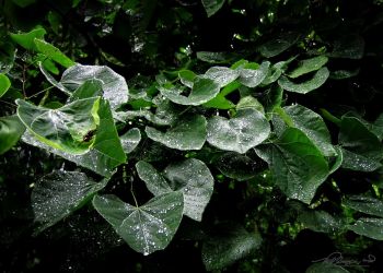 7/22 Glistening Leaves