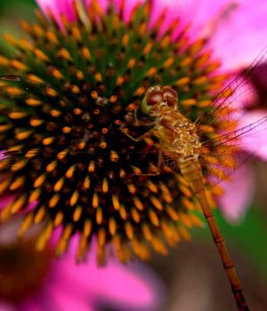 7/23 Dragonfly On Purple Cone Flower