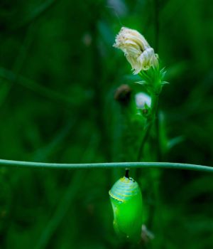 7/26 Monarch Chrysalis