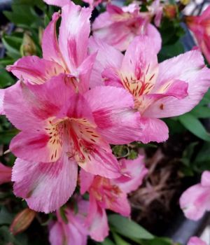 7/27 Lillies To Greet Us At Masons