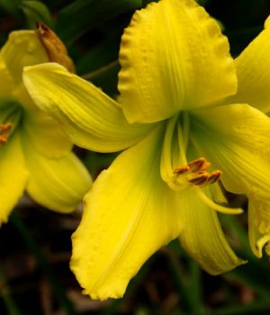 7/29 Larry's Daylilies