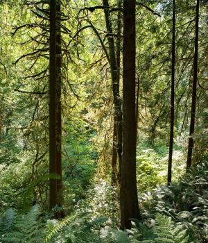 8/8 Huge Cedars & Spruces at James Stewart Preserve