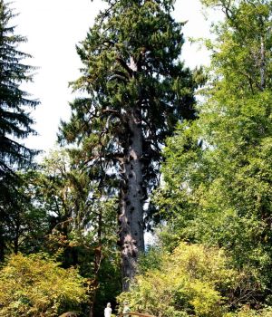 8/6 World Largest Spruce Tree