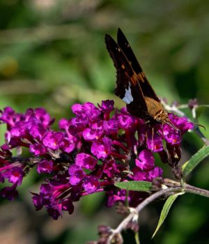 8/12 Patterned Buterfly
