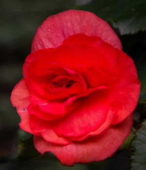 8/21 First Flower from the Begonia