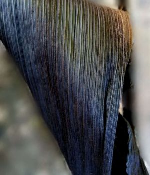 8/22 Guess What This Is