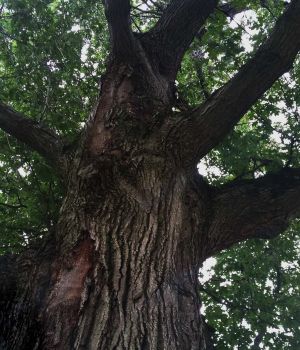 8/24 Big Oak Showing Age