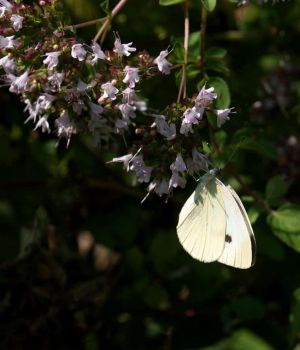 8/27 Cabbage White Butterfly
