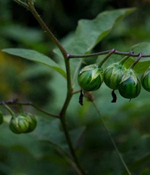 8/28 Horse Nettle Berries