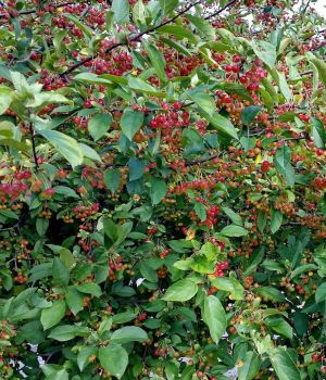 8/30 Ornamental Crabapples