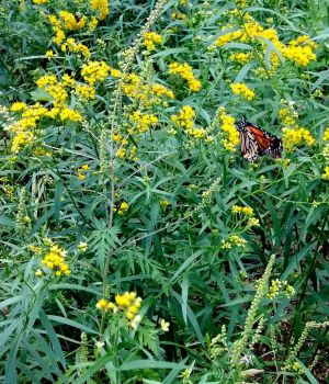 8/31 Large Patch of Goldenrod with a Monarch Feeding