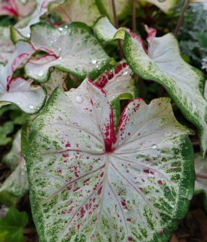9.2 Caladiums in Church Garden