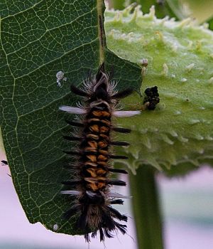 9/5 Milkweed Tussock Moth Larva