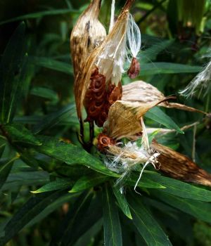 9/10 Butterfly Milkweed Seeds