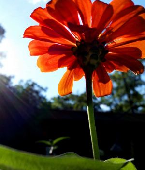 9/12 Worm-Eye-View Zinnia