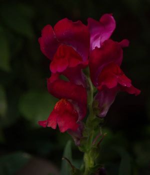 9/13 Snapdragons in Church Garden