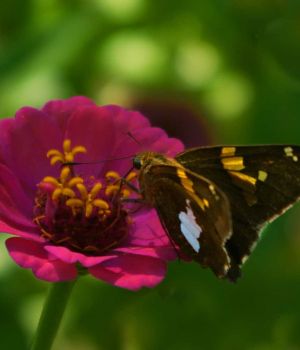 9/14 Silver-Spotted Skipper
