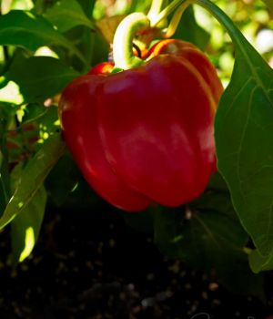 9/24 Red Bell Pepper Portage Senior Center Garden
