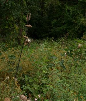 9/27 Field of Milkweeds
