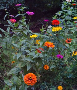 10/1 Part of our Butterfly Flower Bed