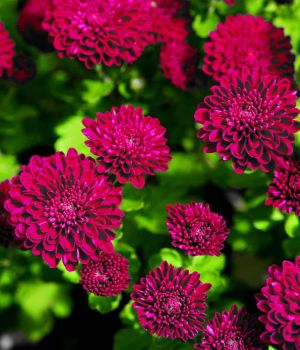 10/3 Purple Mums