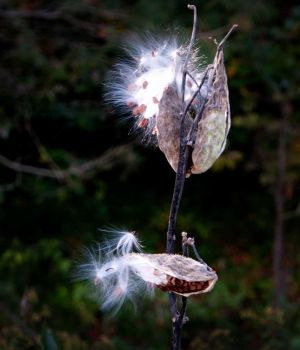 10/4 Milkweed Seeds