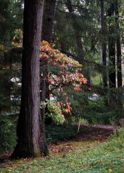 10/6 After The Rain