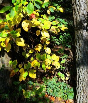 10/9 Pocket Of Color