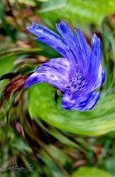 10/12 Beat Up Chicory - Hurricane Effect