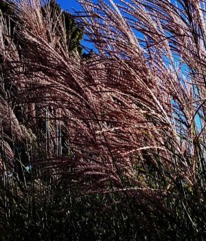 10/18 Pampas Grass