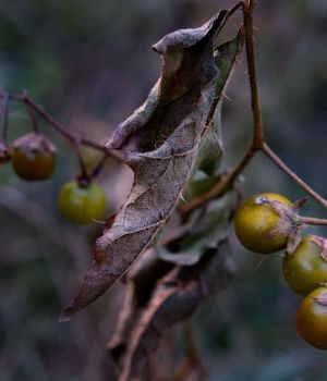 10/22 Horse Nettle Fruit