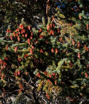 10/23 Prolific Spruce