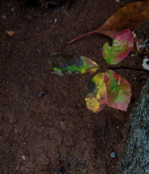 10/24 Tree In Rotten Base of Another Tree